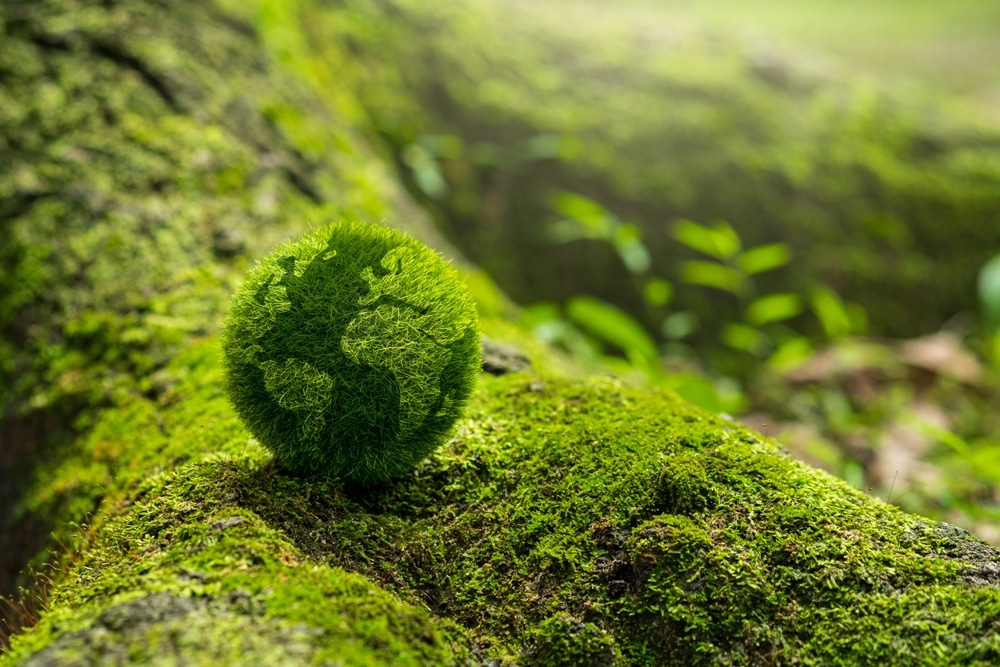 A lush green moss ball sits atop a moss-covered tree root in a forest, with soft sunlight filtering through.